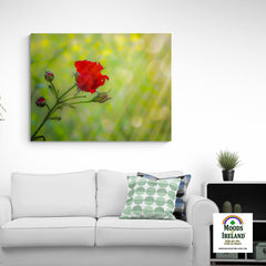 Canvas Wrap - Red Rose in Irish Meadow Irish Irish Poster - James A. Truett - Moods of Ireland - Irish Art