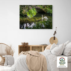 Canvas Wrap - Wild Swan at Ireland's Doneraile Park - James A. Truett - Moods of Ireland - Irish Art