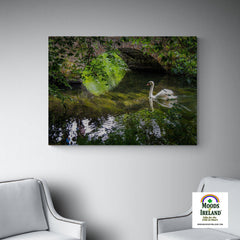 Canvas Wrap - Wild Swan at Ireland's Doneraile Park - James A. Truett - Moods of Ireland - Irish Art