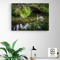 Canvas Wrap - Wild Swan at Ireland's Doneraile Park - James A. Truett - Moods of Ireland - Irish Art