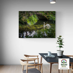 Canvas Wrap - Wild Swan at Ireland's Doneraile Park - James A. Truett - Moods of Ireland - Irish Art