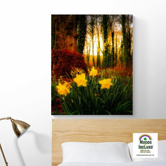 Canvas Wrap - Spring Daffodils at Coole Park, County Galway, Ireland - James A. Truett - Moods of Ireland - Irish Art