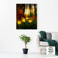 Canvas Wrap - Spring Daffodils at Coole Park, County Galway, Ireland - James A. Truett - Moods of Ireland - Irish Art