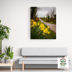 Canvas Wrap - Irish Spring Daffodils on County Clare Country Road - James A. Truett - Moods of Ireland - Irish Art