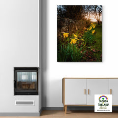 Canvas Wrap - Spring Daffodils, Kilrush, County Clare - James A. Truett - Moods of Ireland - Irish Art