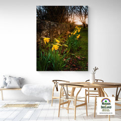 Canvas Wrap - Spring Daffodils, Kilrush, County Clare - James A. Truett - Moods of Ireland - Irish Art