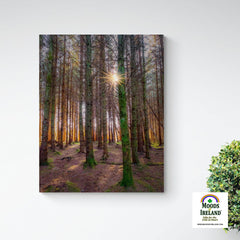 Canvas Wrap - Enchanted Irish Forest in Autumn Light, County Clare - James A. Truett - Moods of Ireland - Irish Art