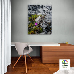 Canvas Wrap - Lone Wildflower in the Burren Limestone - James A. Truett - Moods of Ireland - Irish Art