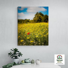 Canvas Wrap - Red Poppy in Yellow Wildflower Meadow, Ballynacally, County Clare - James A. Truett - Moods of Ireland - Irish Art