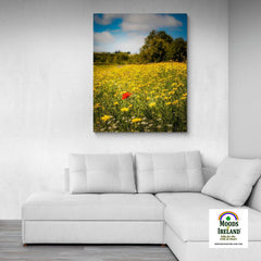 Canvas Wrap - Red Poppy in Yellow Wildflower Meadow, Ballynacally, County Clare - James A. Truett - Moods of Ireland - Irish Art