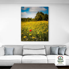 Canvas Wrap - Red Poppy in Yellow Wildflower Meadow, Ballynacally, County Clare - James A. Truett - Moods of Ireland - Irish Art