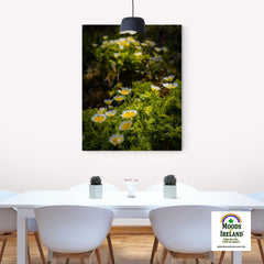 Canvas Wrap - Blooming Poached Egg Irish Wildflowers, County Clare - James A. Truett - Moods of Ireland - Irish Art