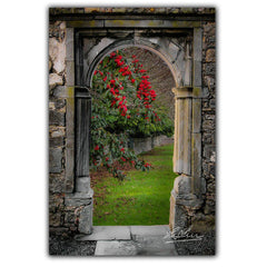 Canvas Wraps - Blooming Cottoneaster Tree in County Clare, Ireland Canvas Wrap Moods of Ireland 