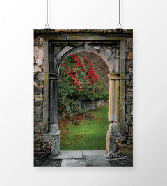 Canvas Wraps - Blooming Cottoneaster Tree in County Clare, Ireland Canvas Wrap Moods of Ireland 