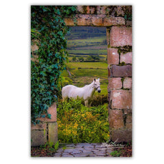 Canvas Wrap - Horse in the Irish Countryside of County Clare - James A. Truett - Moods of Ireland - Irish Art