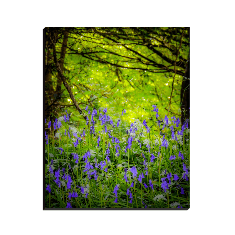 Canvas Wrap - Irish Bluebells in Clondegad Wood, County Clare - James A. Truett - Moods of Ireland - Irish Art