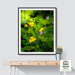 Print - Wildflowers in Filtered Sunlight, Ballylee, County Galway - James A. Truett - Moods of Ireland - Irish Art