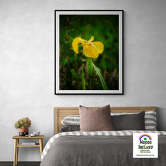 Print - Fabulous Irish Flag Iris (Feileastram) Wildflowers, County Clare - James A. Truett - Moods of Ireland - Irish Art