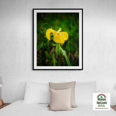 Print - Fabulous Irish Flag Iris (Feileastram) Wildflowers, County Clare - James A. Truett - Moods of Ireland - Irish Art