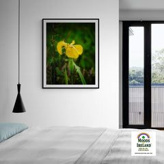 Print - Fabulous Irish Flag Iris (Feileastram) Wildflowers, County Clare - James A. Truett - Moods of Ireland - Irish Art