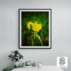 Print - Fabulous Irish Flag Iris (Feileastram) Wildflowers, County Clare - James A. Truett - Moods of Ireland - Irish Art