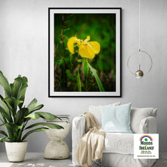 Print - Fabulous Irish Flag Iris (Feileastram) Wildflowers, County Clare - James A. Truett - Moods of Ireland - Irish Art