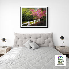Print - Cherry Blossoms and White-washed Fence, County Clare - James A. Truett - Moods of Ireland - Irish Art