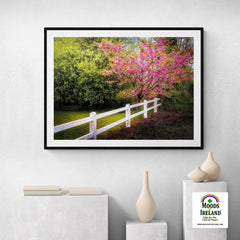 Print - Cherry Blossoms and White-washed Fence, County Clare - James A. Truett - Moods of Ireland - Irish Art