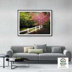 Print - Cherry Blossoms and White-washed Fence, County Clare - James A. Truett - Moods of Ireland - Irish Art