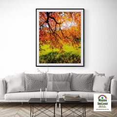 Print - Under the Autograph Tree at Coole Park, County Galway - James A. Truett - Moods of Ireland - Irish Art