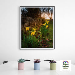 Print - Spring Daffodils, Kilrush, County Clare - James A. Truett - Moods of Ireland - Irish Art
