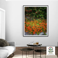 Print - Irish Montbretia and Fuchsias, County Clare - James A. Truett - Moods of Ireland - Irish Art
