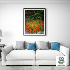 Print - Irish Montbretia and Fuchsias, County Clare - James A. Truett - Moods of Ireland - Irish Art