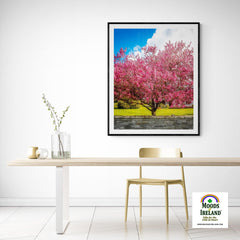 Print - Cherry Blossom Explosion, Ennis, County Clare - James A. Truett - Moods of Ireland - Irish Art