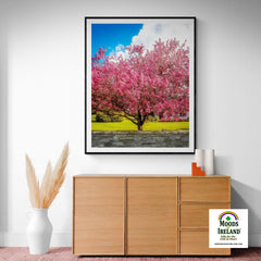 Print - Cherry Blossom Explosion, Ennis, County Clare - James A. Truett - Moods of Ireland - Irish Art