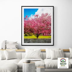 Print - Cherry Blossom Explosion, Ennis, County Clare - James A. Truett - Moods of Ireland - Irish Art