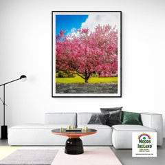 Print - Cherry Blossom Explosion, Ennis, County Clare - James A. Truett - Moods of Ireland - Irish Art