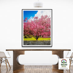 Print - Cherry Blossom Explosion, Ennis, County Clare - James A. Truett - Moods of Ireland - Irish Art