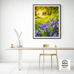 Print - Irish Bluebells in Spring Sun, County Clare - James A. Truett - Moods of Ireland - Irish Art