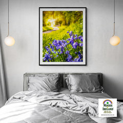 Print - Irish Bluebells in Spring Sun, County Clare - James A. Truett - Moods of Ireland - Irish Art