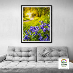 Print - Irish Bluebells in Spring Sun, County Clare - James A. Truett - Moods of Ireland - Irish Art