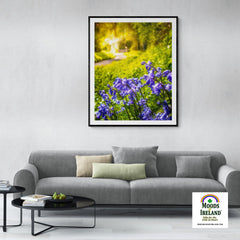 Print - Irish Bluebells in Spring Sun, County Clare - James A. Truett - Moods of Ireland - Irish Art