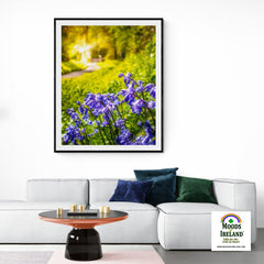 Print - Irish Bluebells in Spring Sun, County Clare - James A. Truett - Moods of Ireland - Irish Art