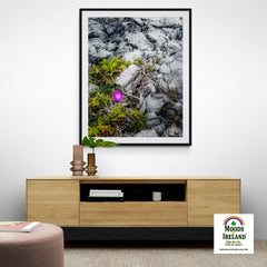Print - Lone Wildflower in the Burren Limestone - James A. Truett - Moods of Ireland - Irish Art
