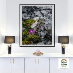 Print - Lone Wildflower in the Burren Limestone - James A. Truett - Moods of Ireland - Irish Art