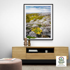 Print - Gorse in the Rugged Burren Limestone