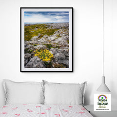 Print - Gorse in the Rugged Burren Limestone