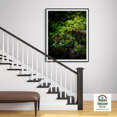 Print - A Carpet of Herb Robert Wildflowers, Ballylee, County Galway - James A. Truett - Moods of Ireland - Irish Art