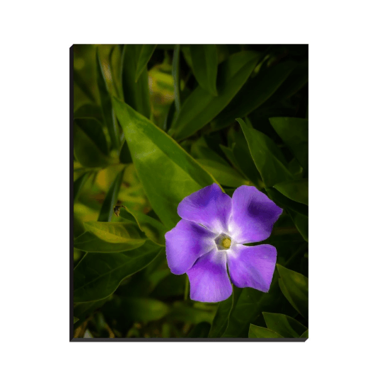 Canvas Wrap - Purple Spring Periwinkles in County Clare - James A. Truett - Moods of Ireland - Irish Art