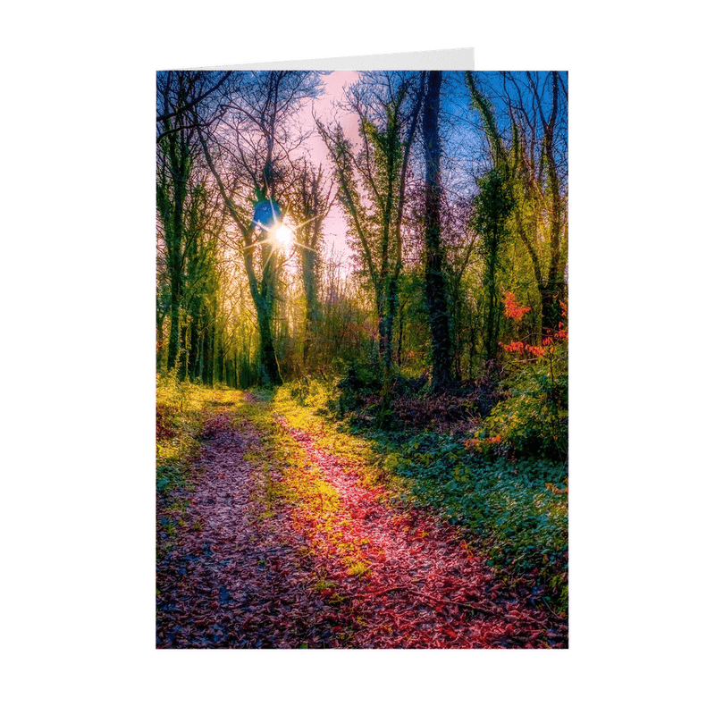 Folded Note Cards - Late Winter Sun, Dromore Wood, County Clare - James A. Truett - Moods of Ireland - Irish Art